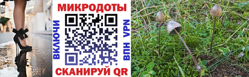 Купить закладки  Тында  Псилоцибиновые грибы Cubensis 